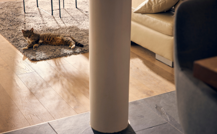 Gatto sdraiato su un tappeto in un moderno ambiente abitativo con pavimento in legno e divano
